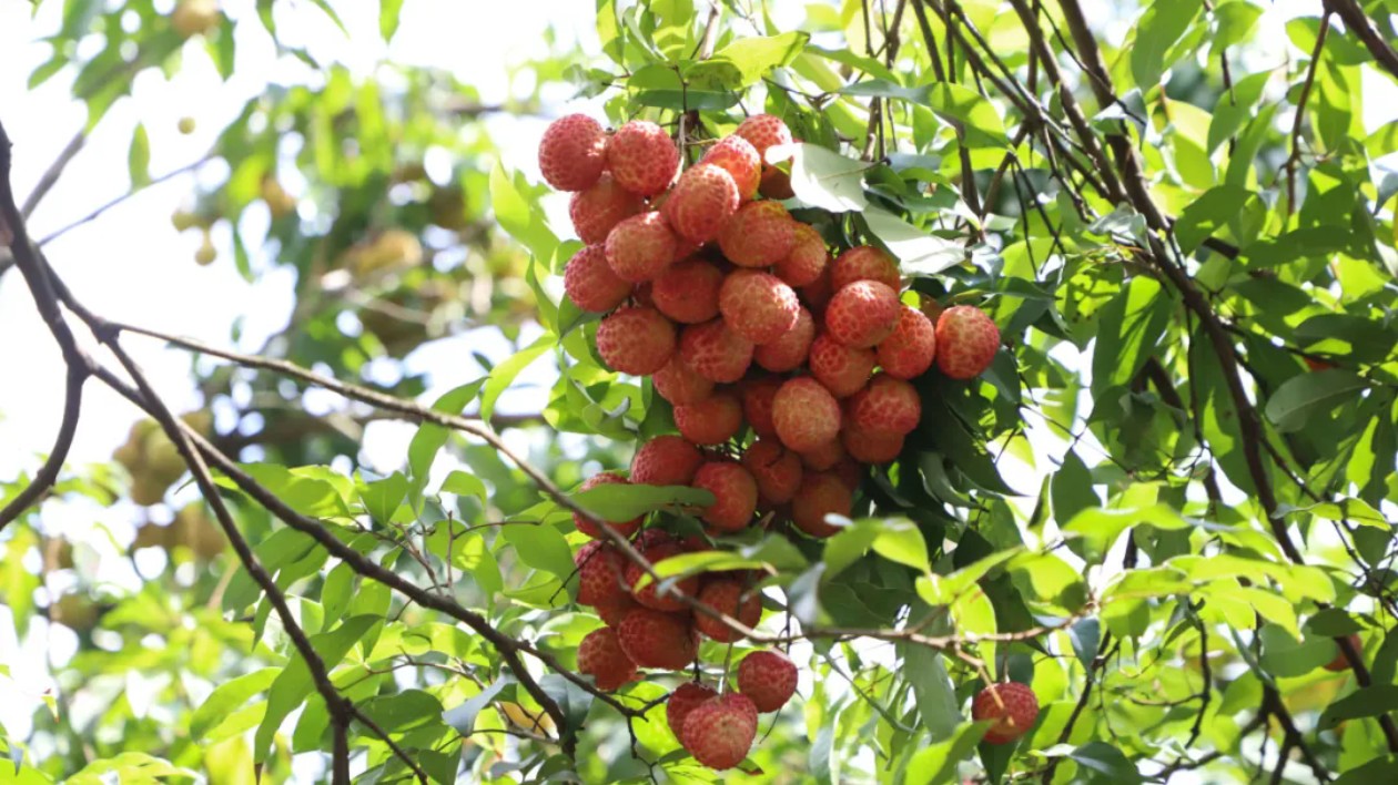 深加工+文創(chuàng)  「謝崗荔枝」從「小特產」走向「大產業(yè)」