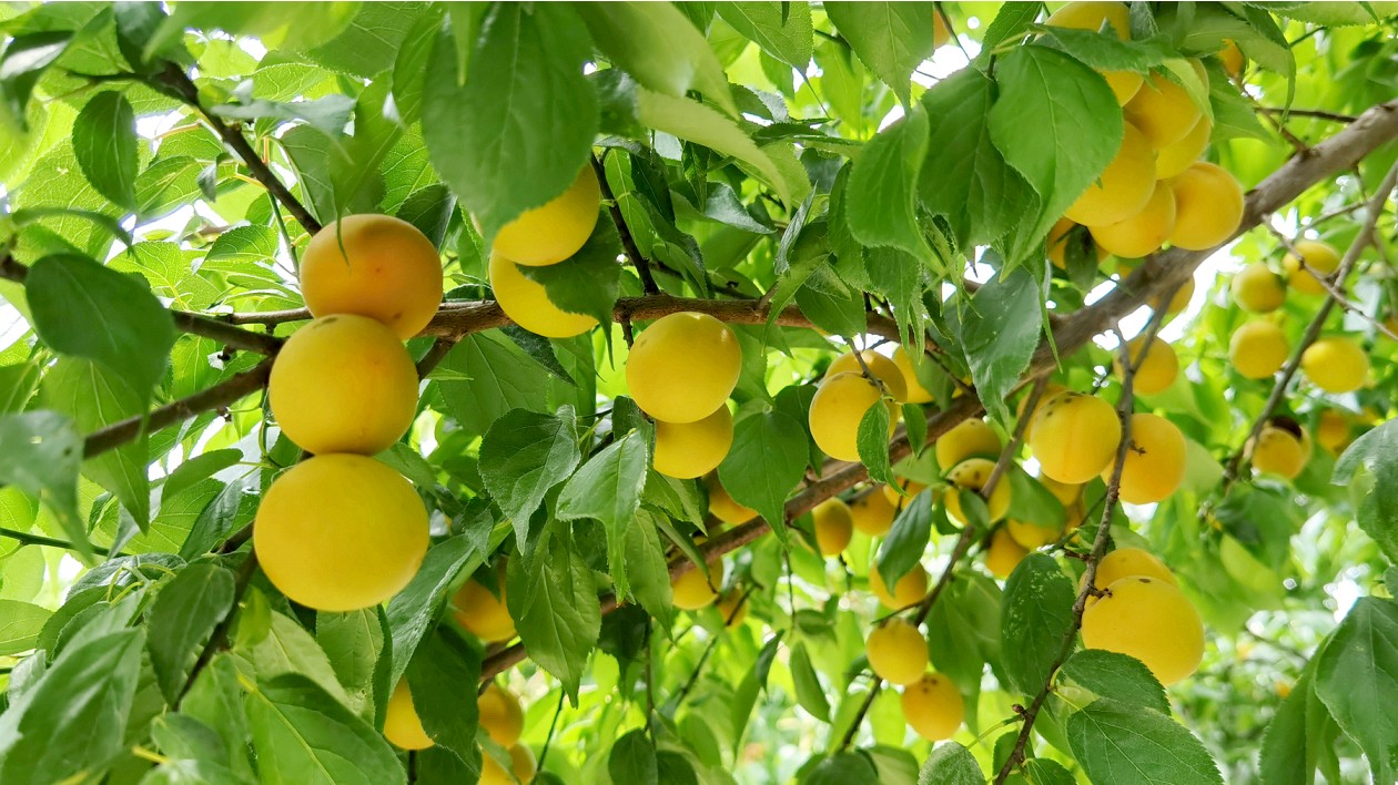 客商聞「梅」而來(lái) 四川綿陽(yáng)平武烏梅遠(yuǎn)銷國(guó)內(nèi)外