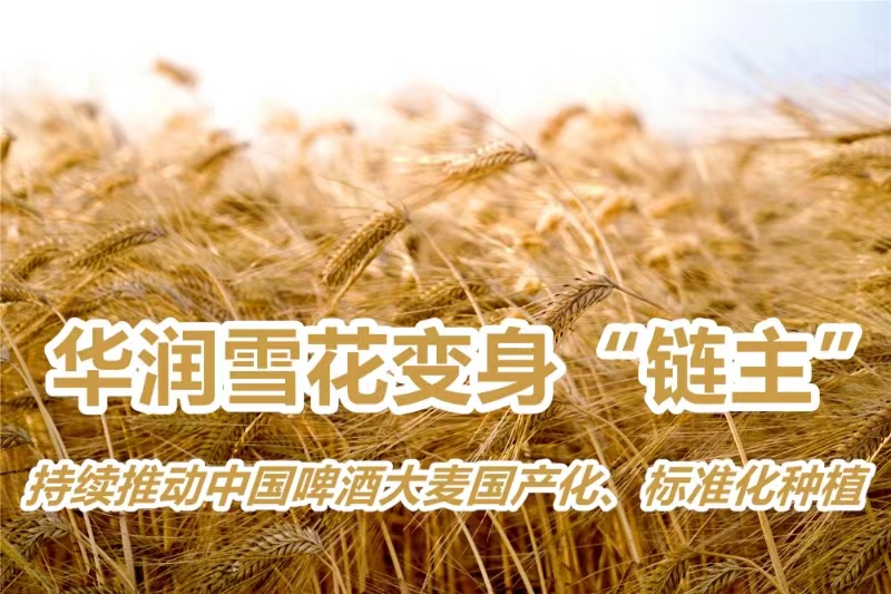 華潤雪花變身「鏈主」  持續(xù)推動中國啤酒大麥國產(chǎn)化、標(biāo)準(zhǔn)化種植
