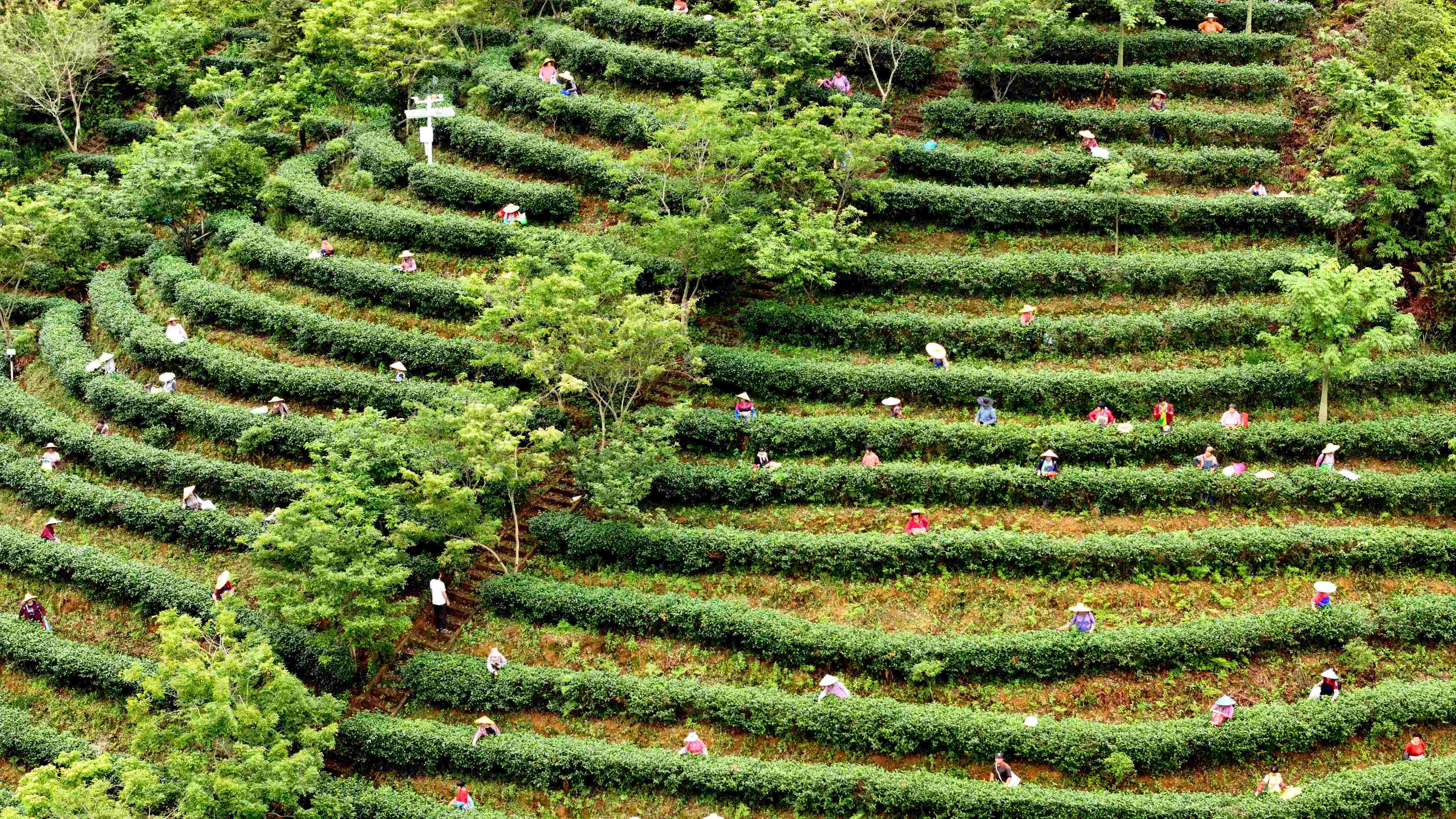 現(xiàn)場(chǎng)認(rèn)捐善款4401萬(wàn)元！河源紫金舉行2024年「6·30」助力鄉(xiāng)村振興活動(dòng)