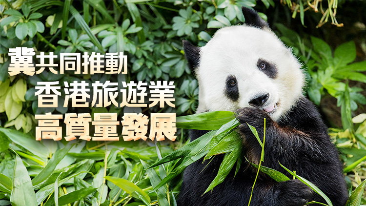 民建聯(lián)感謝中央再送贈香港大熊貓