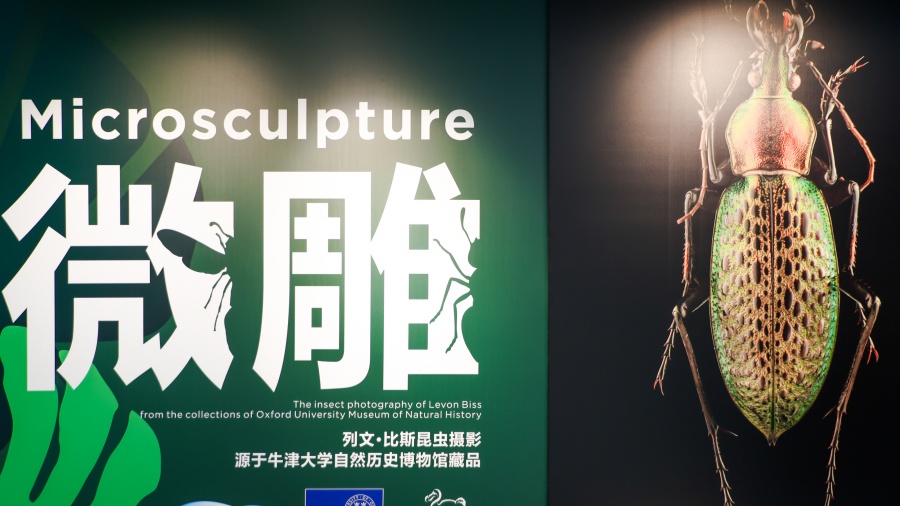 從美國(guó)自然歷史博物館引進(jìn) 《微雕》攝影展在廣東科學(xué)中心展出