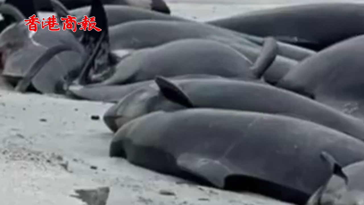 有片丨77頭領(lǐng)航鯨在英國海灘擱淺 已至65頭死亡