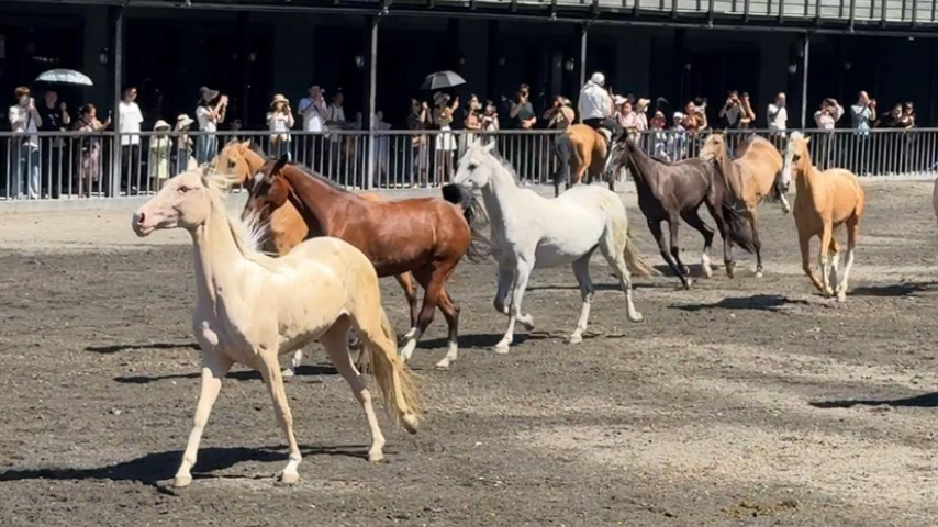 有片丨走進(jìn)烏魯木齊 沉浸式體驗(yàn)「馬上旅遊」新玩法