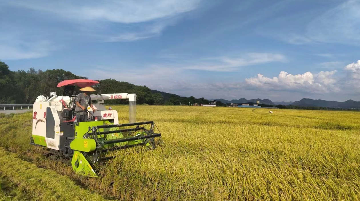 廣西春收糧食連續(xù)5年實(shí)現(xiàn)「三增長」