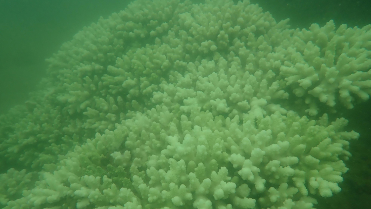 漁護署持續(xù)監(jiān)察本港珊瑚白化情況