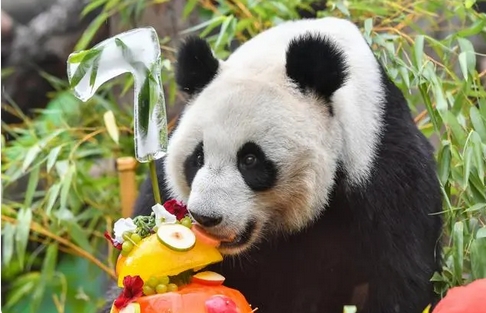 通訊｜莫斯科動(dòng)物園為旅俄大熊貓「丁丁」「如意」慶生