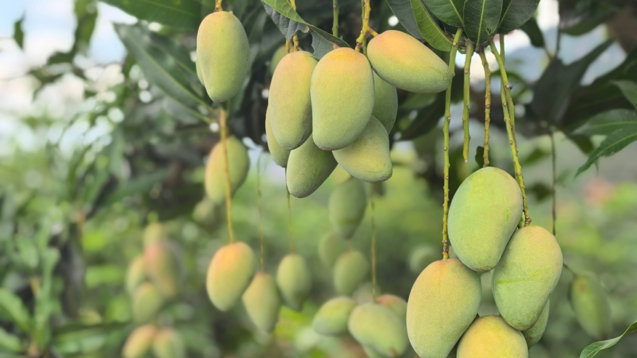 有片｜桂百色芒果：集群成勢(shì)品牌響亮