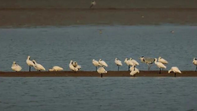 524種！廣東2023年記錄鳥類同比上升超10%