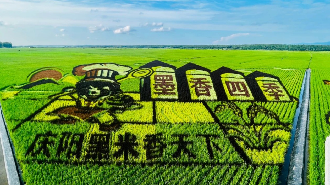 北大荒哈爾濱：發(fā)展定製農(nóng)業(yè)激活鄉(xiāng)村振興新動(dòng)能