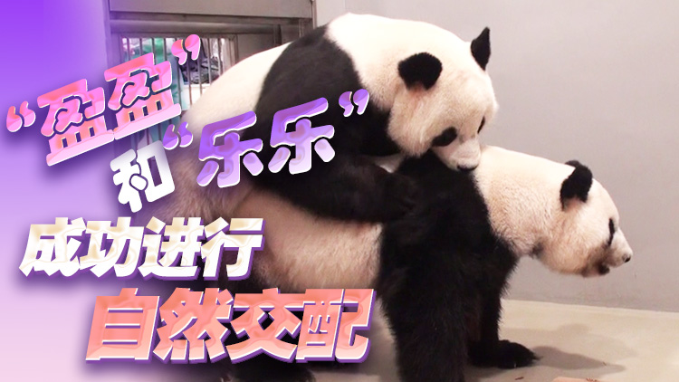 中央贈港大熊貓「盈盈」產(chǎn)下龍鳳胎 成全球最年長初次產(chǎn)子大熊貓