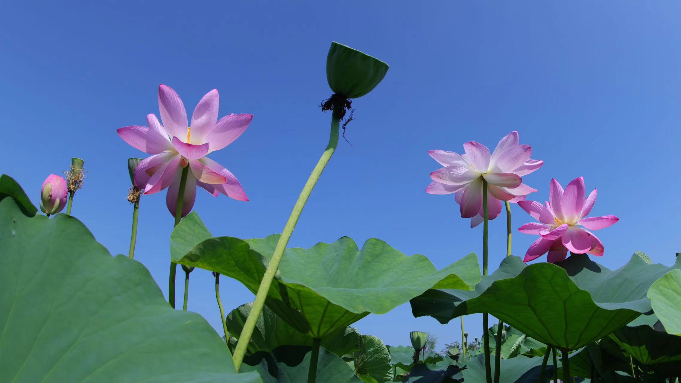 黑龍江綏化北林區(qū)：接天蓮葉無窮碧 八月賞荷正當(dāng)時