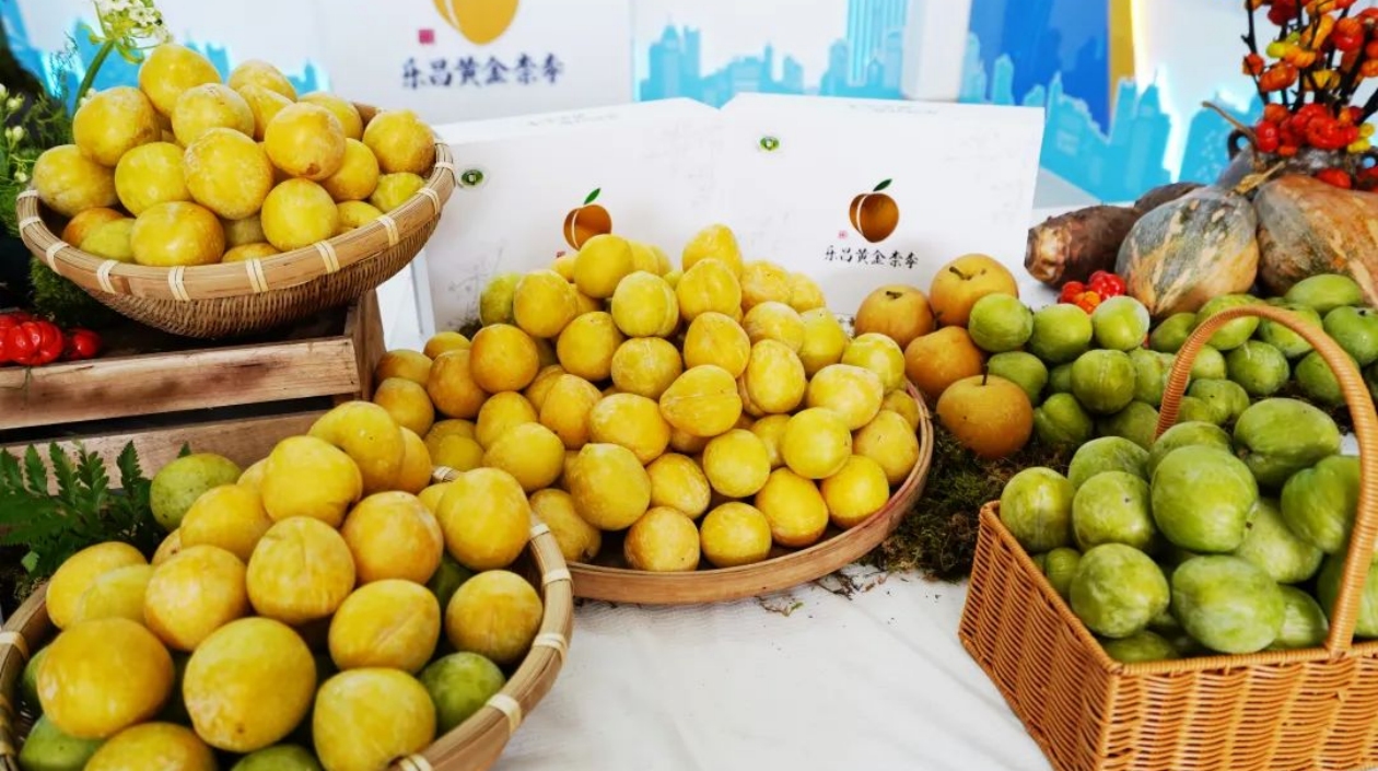 廣東樂昌黃金柰李量?jī)r(jià)齊升 鮮果年銷售額超11億元