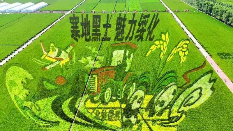 綏化市北林區(qū)：風水「碧?！姑廊绠?「稻花香」里說豐年