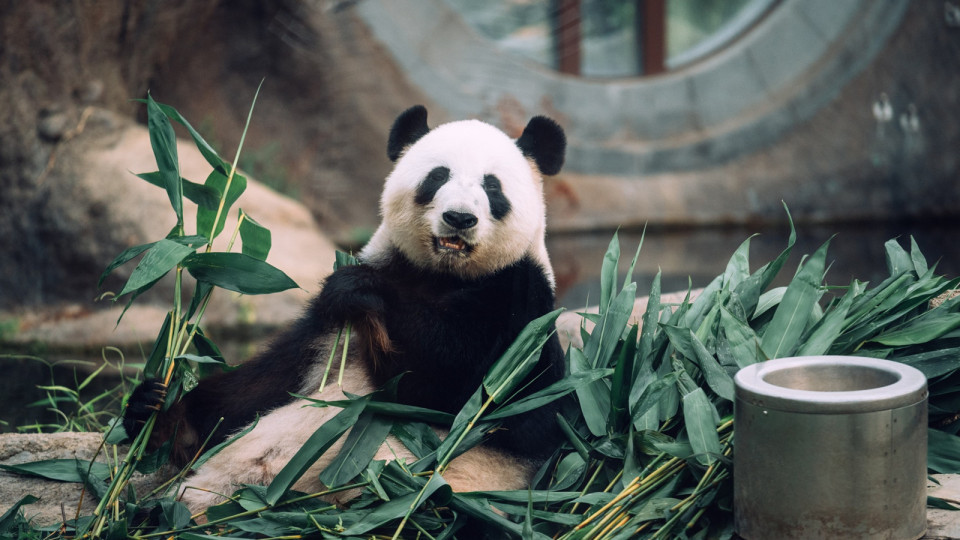 崔定邦：日本經(jīng)驗大熊貓帶來龐大收益 建議推動網(wǎng)絡(luò)宣傳