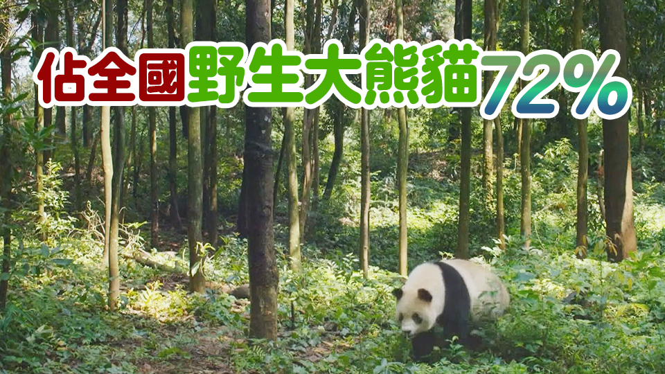 【商報圖說】野生大熊貓專區(qū)有多大？