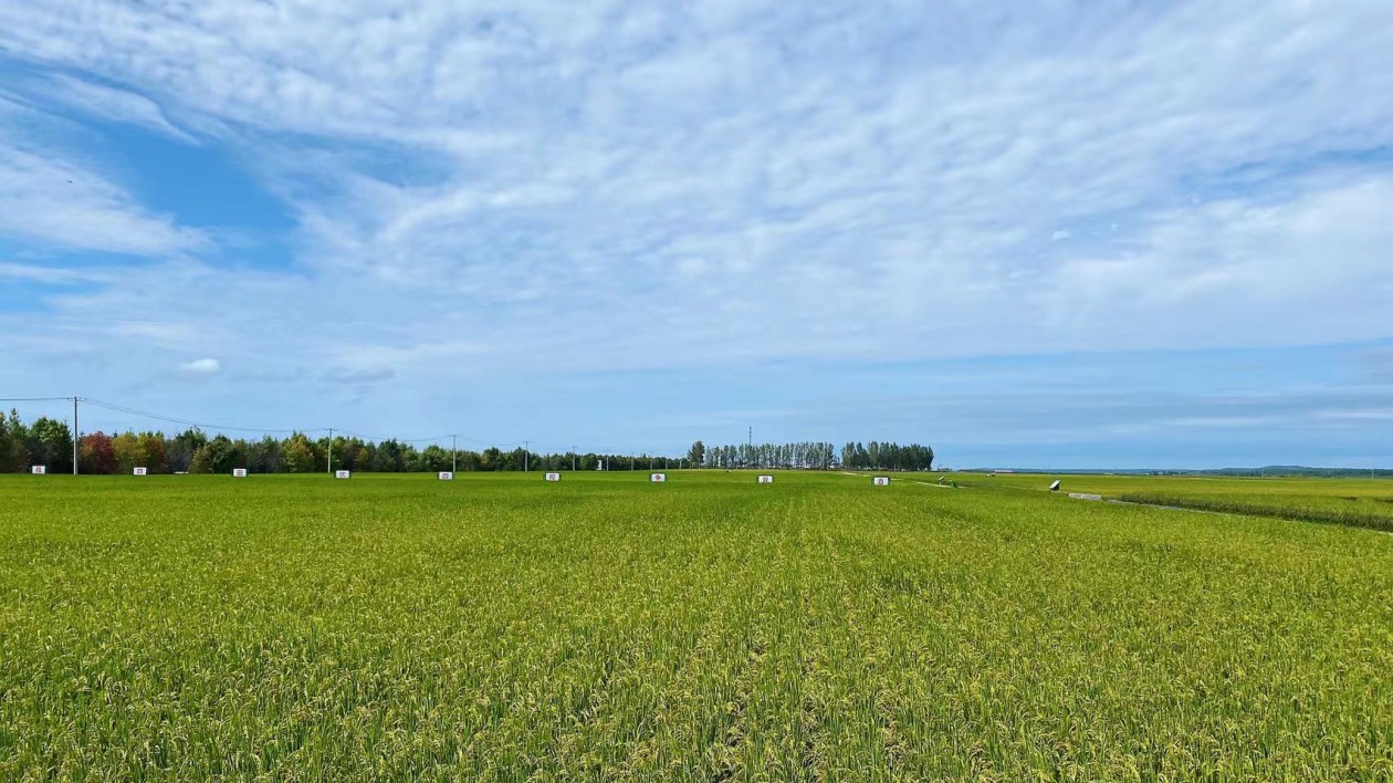 北大荒慶陽農(nóng)場：產(chǎn)學(xué)研合力賦能 讓「黑珍珠」釋放「黑金能量」