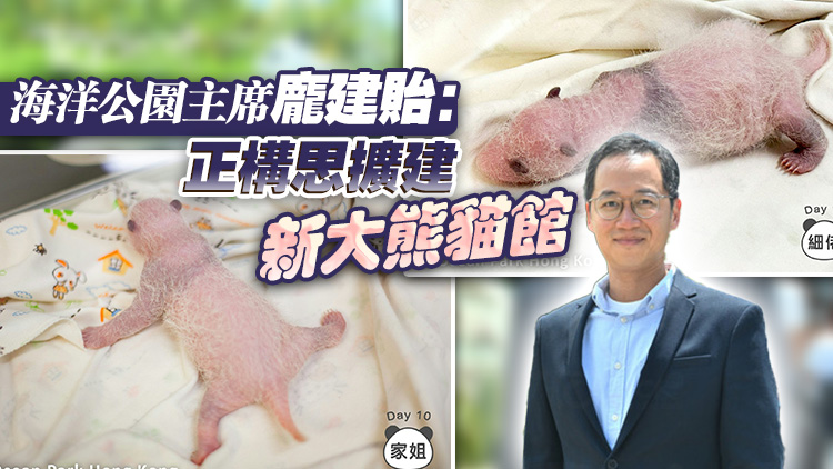 大熊貓寶寶最快或於明年2月與公眾見(jiàn)面