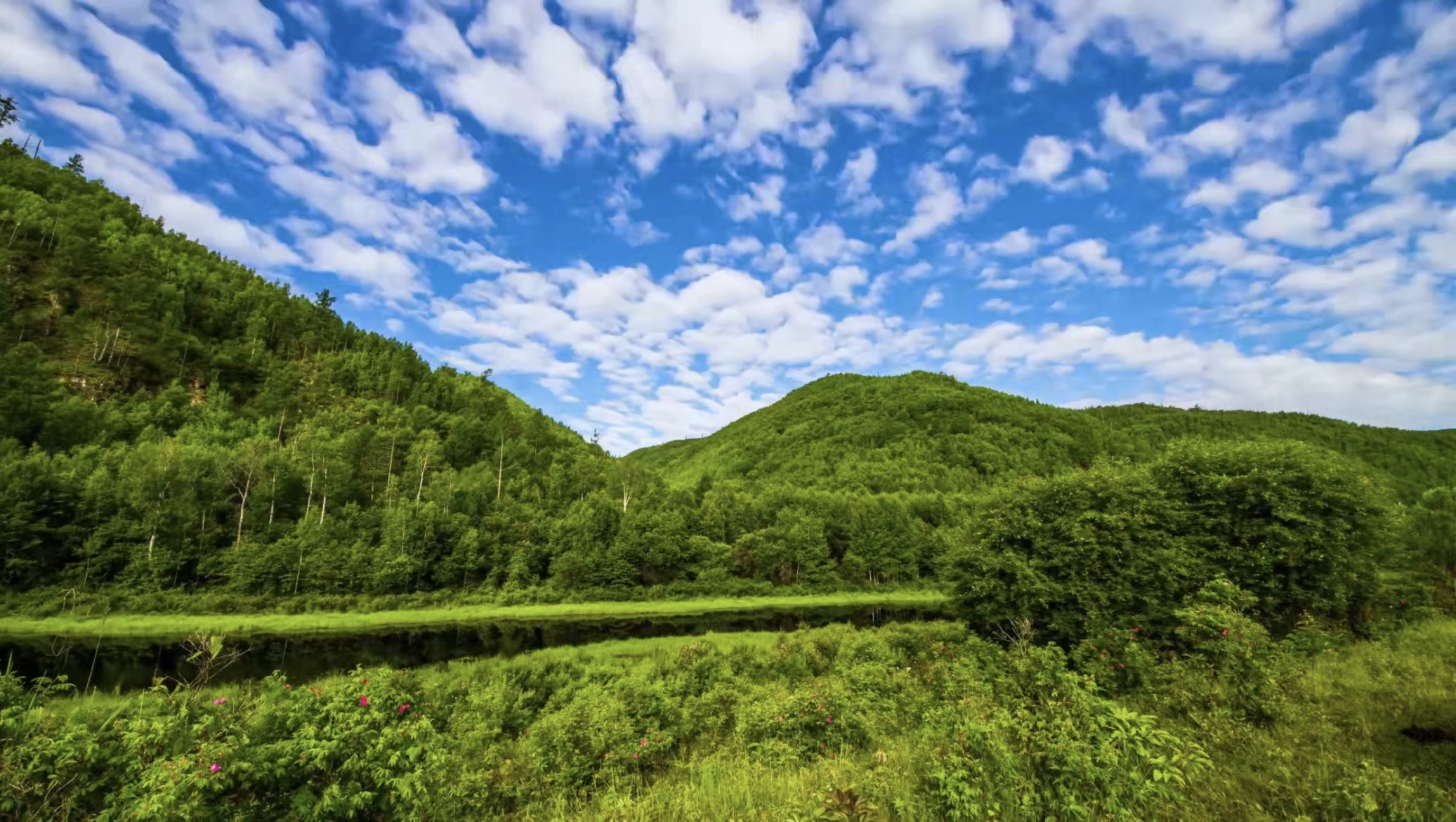 【寒地興安 龍藥領先】系列報道之一  大興安嶺地區(qū)：打造最北種子種苗繁育基地 做優(yōu)「寒地龍藥」產業(yè)