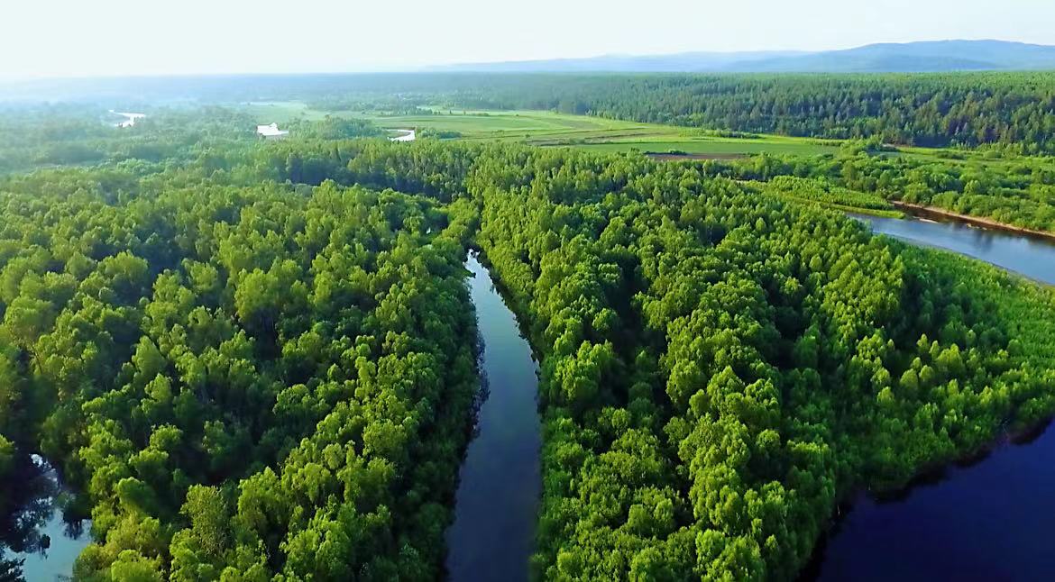 【寒地興安 龍藥領(lǐng)先】系列報道之二 大興安嶺地區(qū)：重視野生中藥材資源保護 助「中華民族瑰寶」煥新彩