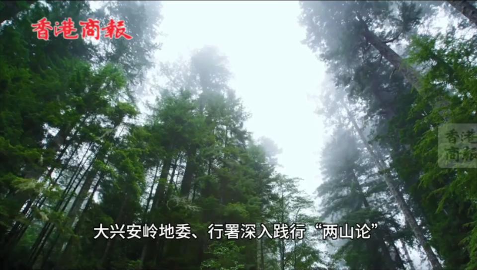 有片丨【寒地興安 龍藥領(lǐng)先】系列報道之三 大興安嶺地區(qū)：打造最北種子種苗繁育基地 做優(yōu)「寒地龍藥」產(chǎn)業(yè)