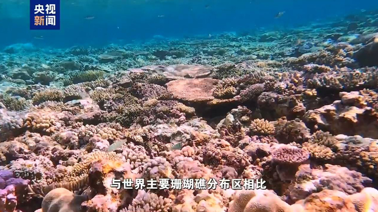 中國首次發(fā)布仙賓礁珊瑚礁「體檢」報告 菲方炮製言論毫無科學(xué)和事實依據(jù)