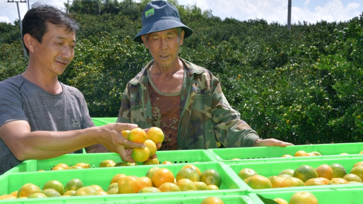 雲(yún)南華寧柑桔入選2023年全國「土特產(chǎn)」推介名錄