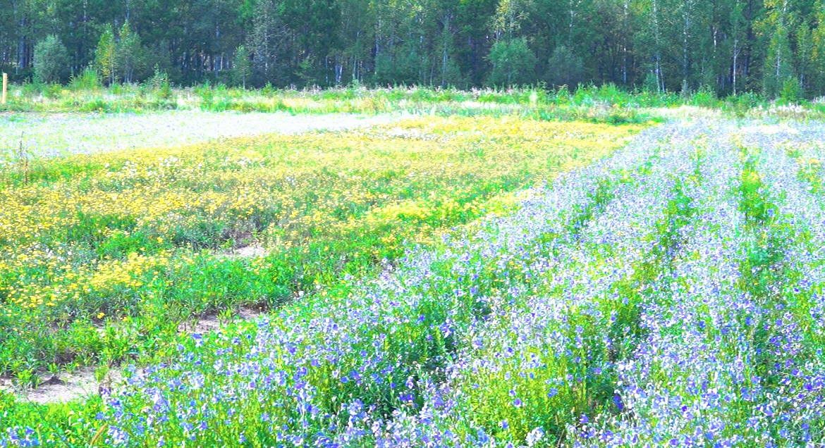 【寒地興安 龍藥領(lǐng)先】系列報(bào)道之五 大興安嶺地區(qū)：中藥材產(chǎn)業(yè)方興未艾 成致富金「藥」匙