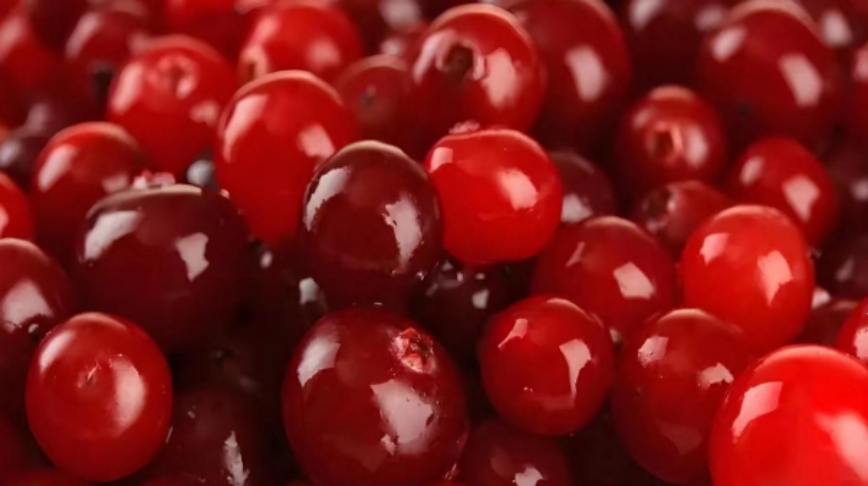 黑龍江蔓越莓：有望成為突破千億級(jí)產(chǎn)值 打造全球產(chǎn)業(yè)新高地