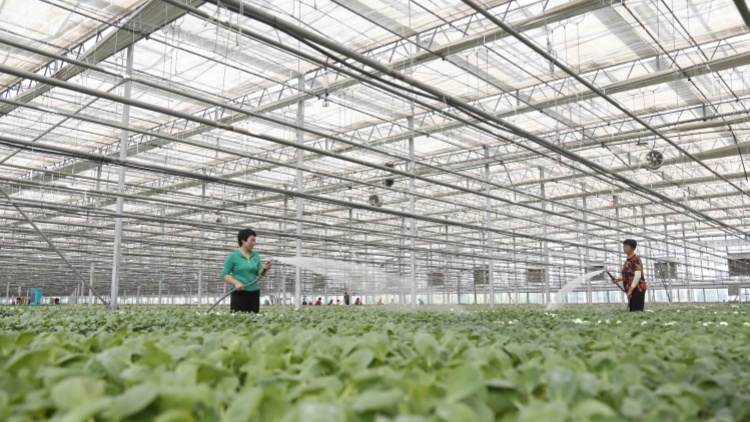 生產(chǎn)供應(yīng)有保障 全國(guó)蔬菜價(jià)格進(jìn)入季節(jié)性下行區(qū)間