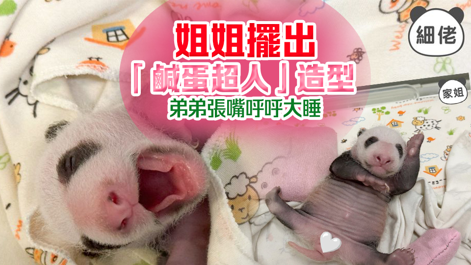 港產(chǎn)大熊貓獨(dú)特睡姿出爐 姊弟各有不同萌倒眾生