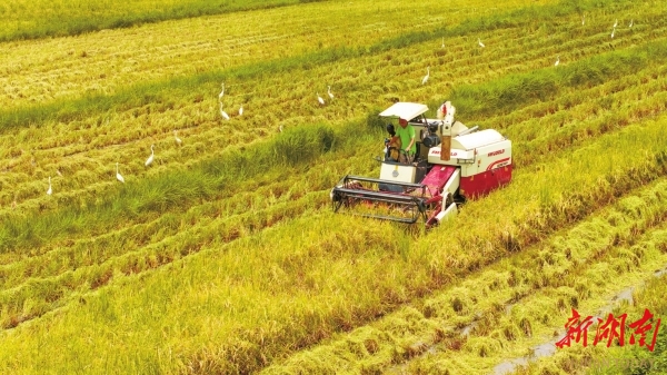 「湘」約非洲：歷史越千年 前景勝萬(wàn)里