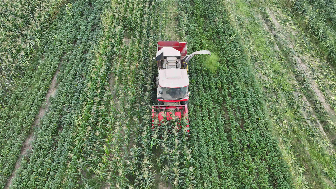 河南息縣：鮮食玉米串起「黃金產業(yè)鏈」