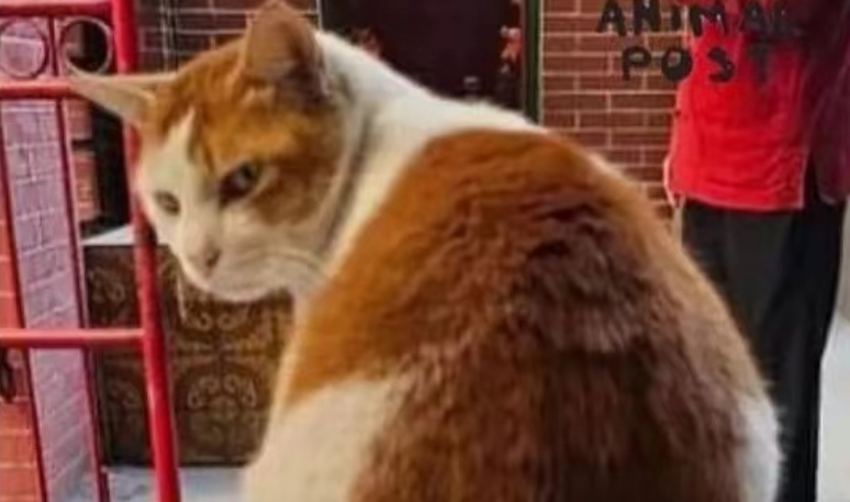 警方拘捕偷貓賊 救出9歲樂(lè)樂(lè)幸無(wú)受傷