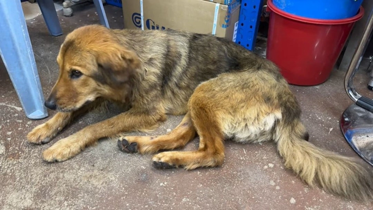 寶蓮禪寺員工遺棄兩隻狗 「細(xì)妹」失蹤一個(gè)月後尋回