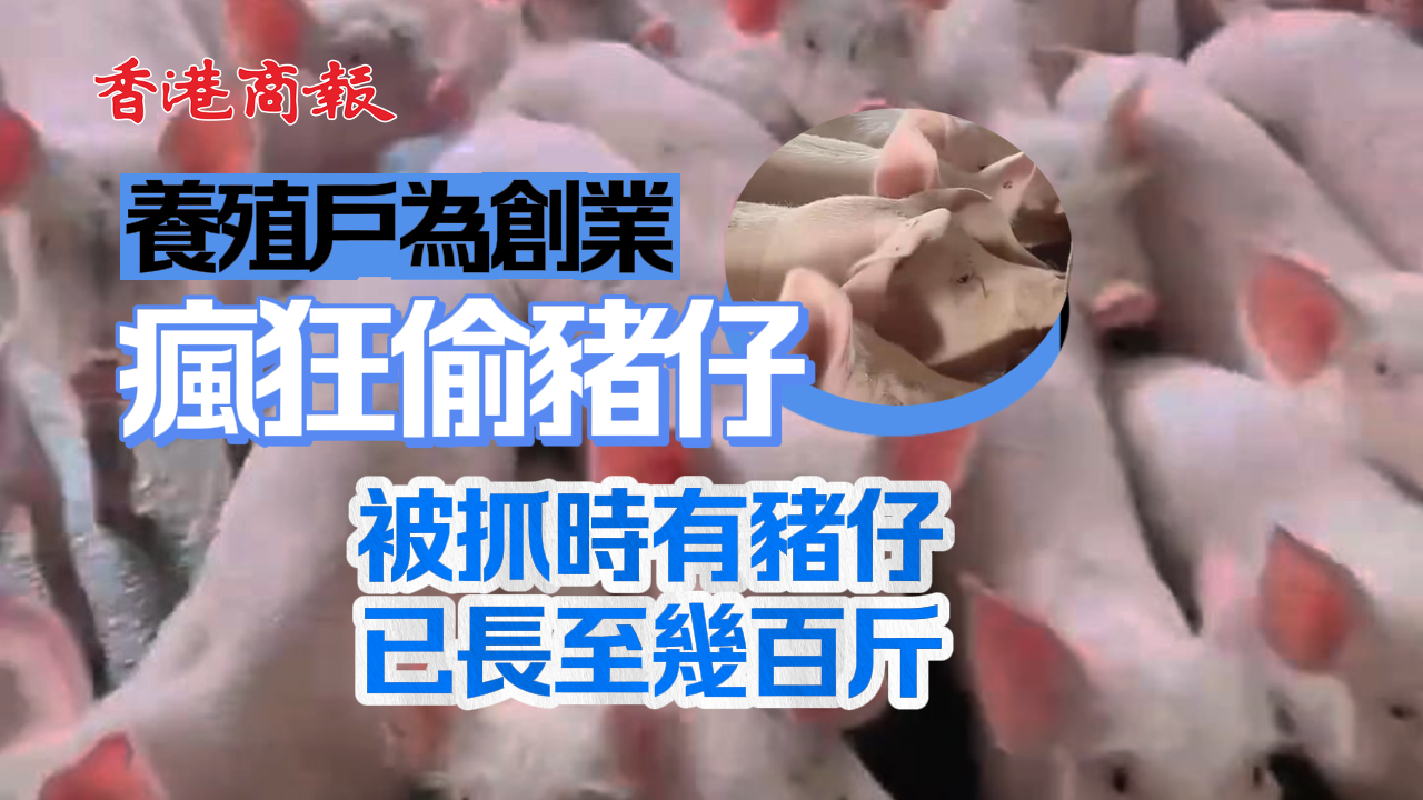 有片丨養(yǎng)殖戶為創(chuàng)業(yè)瘋狂偷豬仔 被抓時(shí)有豬仔已長至幾百斤