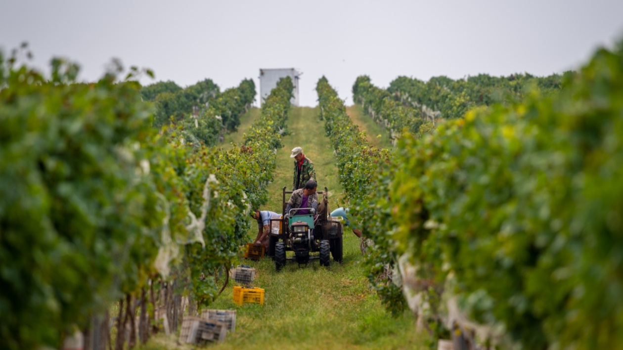 「出圈」又「出?！?山東煙臺蓬萊的「紫色矽谷」