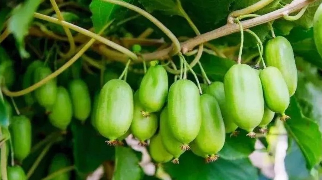 黑龍江寶清「維C小炸彈」上市啦！