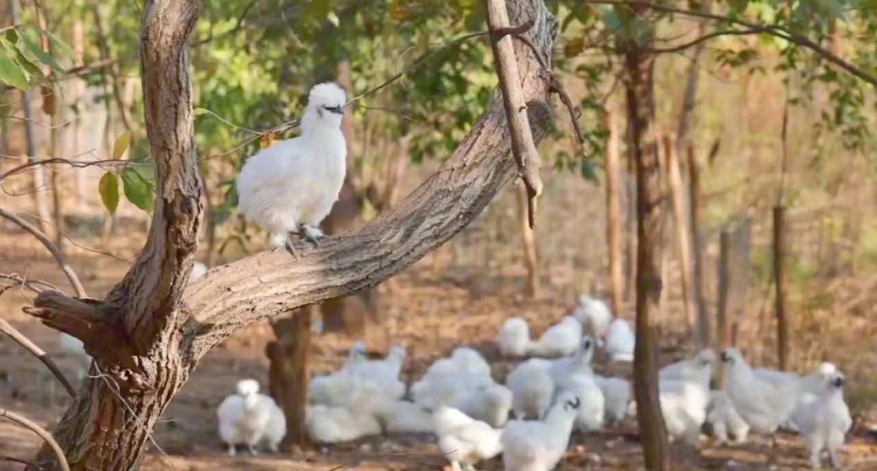 贛鄱優(yōu)品耀四方 泰和烏雞產(chǎn)業(yè)蓬勃發(fā)展