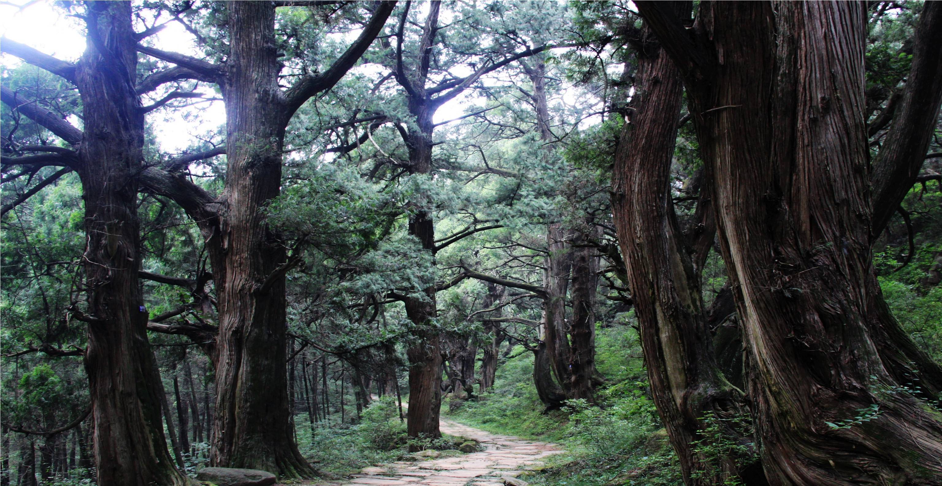 四川梓潼：首次引入多功能無人機護航翠雲(yún)廊古柏安全