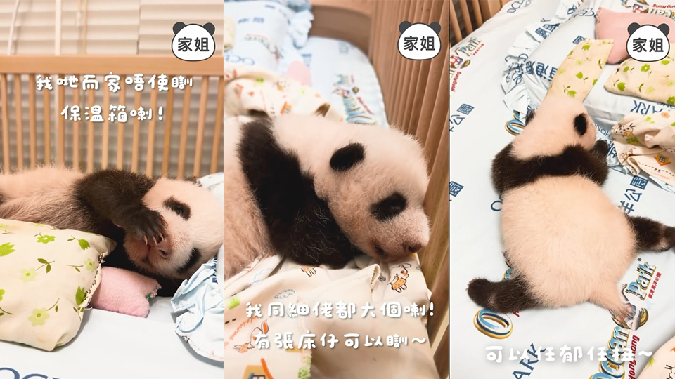 有片｜港產(chǎn)大熊貓家姐出齊毛髮 可自行調(diào)節(jié)體溫