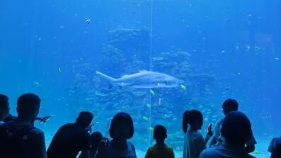 持續(xù)升溫！假期第二日 廣東4A級(jí)及以上景區(qū)客流達(dá)443萬(wàn)人次