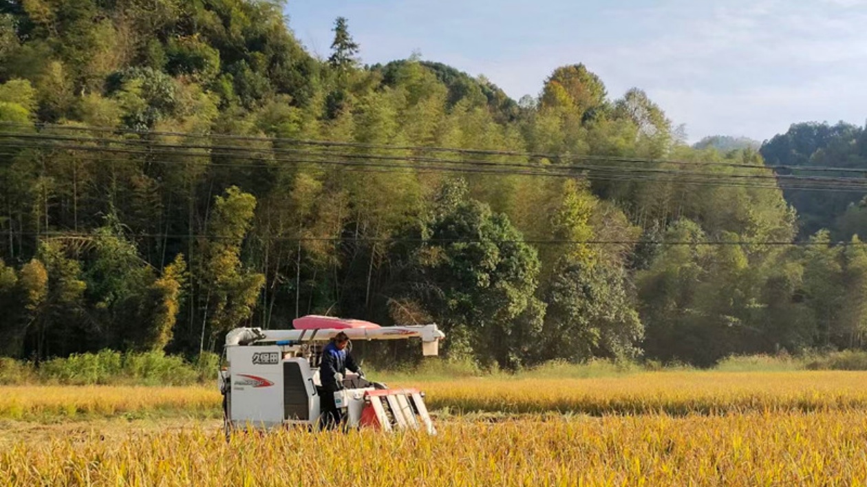 皖黟縣漁亭鎮(zhèn)：機(jī)械化助力秋收增產(chǎn)又提質(zhì)
