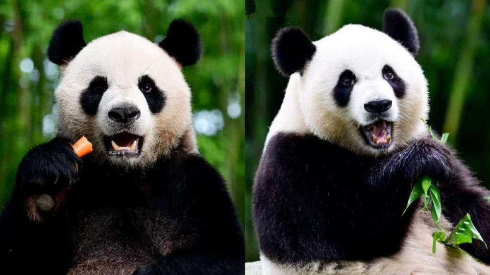 【來論】積極發(fā)展熊貓旅遊 落實(shí)「無處不旅遊」理念