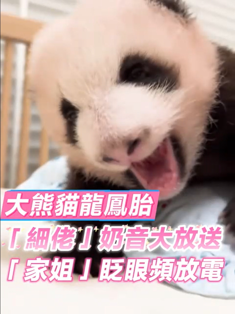 有片 | 【大熊貓龍鳳胎日?！俊讣?xì)佬」奶音大放送「家姐」眨眼頻放電