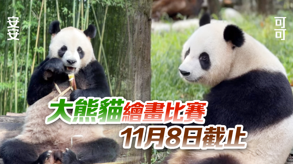 中央贈港大熊貓命名比賽反應(yīng)熱烈 收逾2.26萬份建議