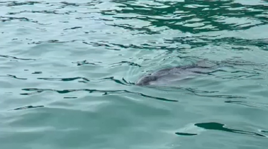 漁護(hù)署：政府?dāng)M發(fā)現(xiàn)非本地棲息鯨魚(yú) 或?qū)澏ā概R時(shí)海洋限制區(qū)」