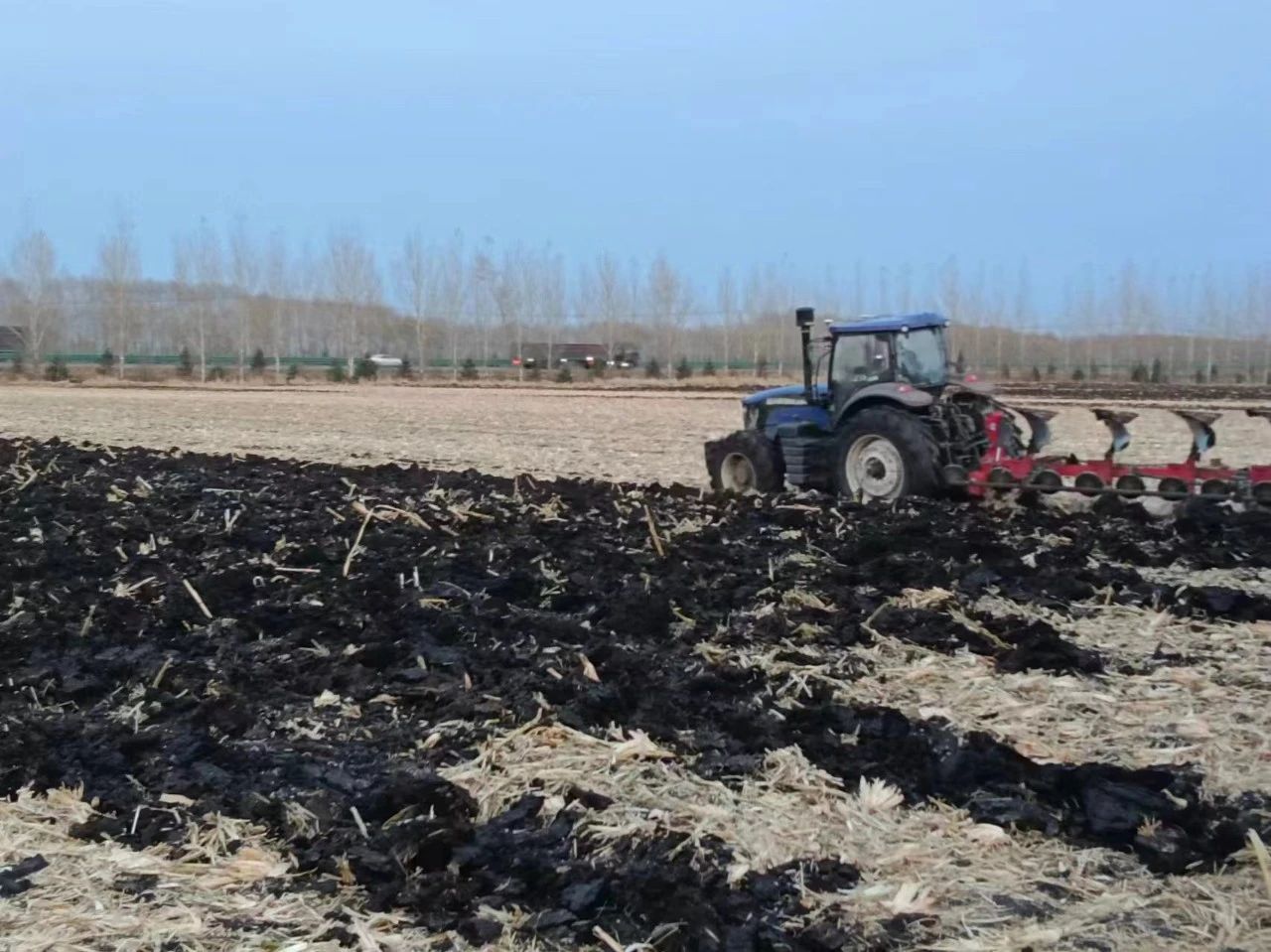 黑龍江寶清：糧食顆粒歸倉(cāng)  耕地「黑色越冬」