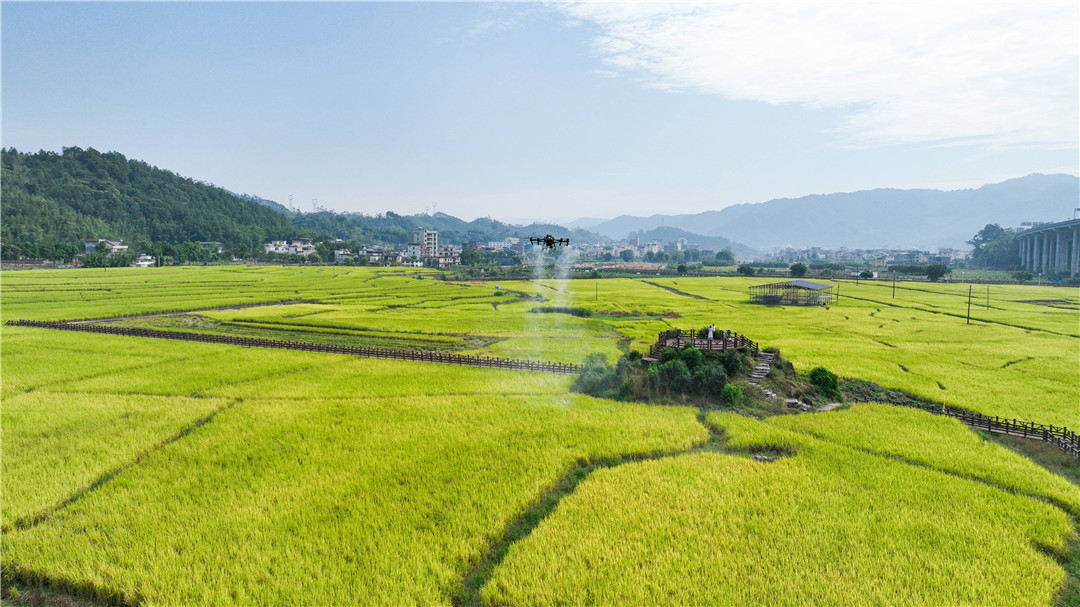 廣東省第一屆農(nóng)事運(yùn)動(dòng)會(huì)晚稻機(jī)收減損技能大比武活動(dòng)在韶關(guān)新豐舉行
