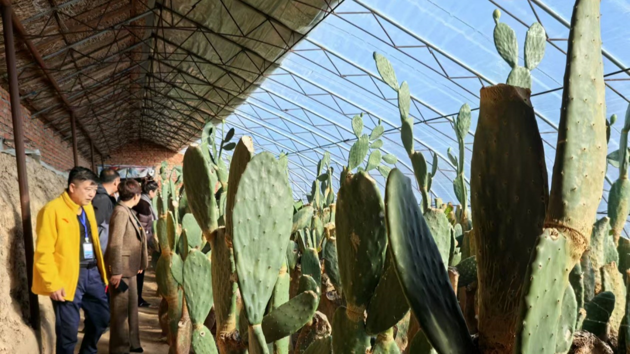 高質量發(fā)展大慶行（四）｜大同區(qū)：「換道超車」 賽出發(fā)展「加速度」